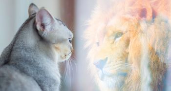 kot w lustrze widzi lwa