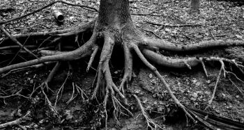 korzenie drzewa