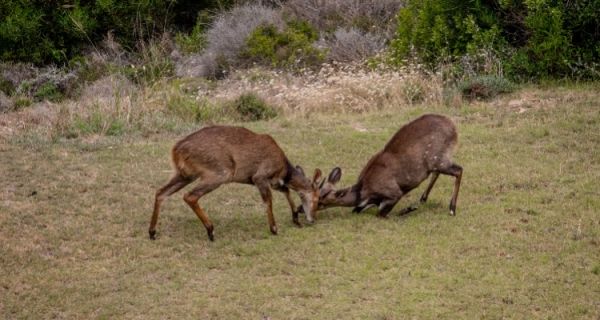 Konflikt biologiczny – czyli dlaczego jelenie umierają na zawał?
